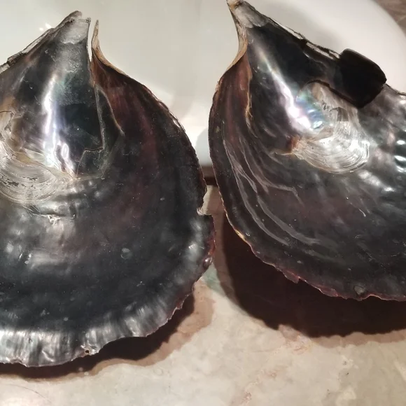 Shell - Picture 8 of 8